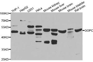 Western blot analysis of extracts of various cell lines, using GOPC antibody (ABIN5975587) at 1/1000 dilution.