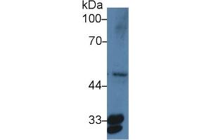 Detection of PTGES2 in Human HepG2 cell lysate using Polyclonal Antibody to Prostaglandin E Synthase 2 (PTGES2)