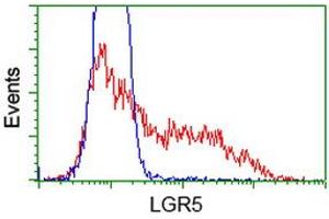 HEK293T cells transfected with either RC212825 overexpress plasmid (Red) or empty vector control plasmid (Blue) were immunostained by anti-LGR5 antibody (ABIN2454613), and then analyzed by flow cytometry. (LGR5 anticorps  (AA 250-550))