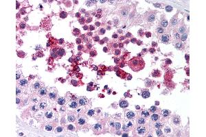 Anti-GPX4 antibody IHC of human testis.