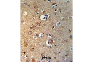 GPHN Antibody (Center) IHC analysis in formalin fixed and paraffin embedded brain tissue followed by peroxidase conjugation of the secondary antibody and DAB staining.