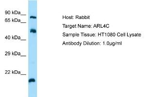 Host: Rabbit Target Name: ARL4C Sample Tissue: Human HT1080 Whole Cell Antibody Dilution: 1ug/ml (ARL4C anticorps  (N-Term))
