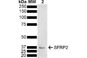 Western blot analysis of Mouse Brain showing detection of 33. (SFRP2 anticorps  (AA 195-295) (PerCP))