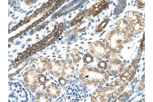 Cytokeratin 8 antibody was used for immunohistochemistry at a concentration of 4-8 ug/ml to stain Epithelial cells of renal tubule (arrows) in Human Kidney. (KRT8 anticorps  (N-Term))