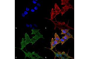 Immunocytochemistry/Immunofluorescence analysis using Rabbit Anti-ULK1 Polyclonal Antibody . (ULK1 anticorps  (AA 567-577) (APC))