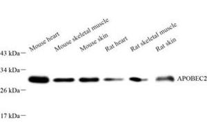 Western blot analysis of APOBEC2 (ABIN7073085) at dilution of 1: 800 (APOBEC2 anticorps)