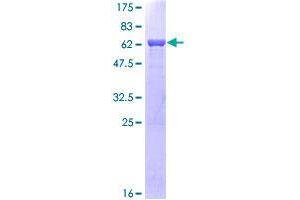 Image no. 1 for COP9 Constitutive Photomorphogenic Homolog Subunit 5 (Arabidopsis) (COPS5) (AA 1-334) protein (GST tag) (ABIN1350059)