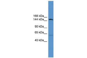 WB Suggested Anti-Atp10d Antibody Titration:  0. (ATP10D anticorps  (Middle Region))