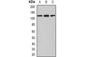 Western blot analysis of Nucleolin expression in MCF7 (A), A549 (B), THP1 (C) whole cell lysates. (Nucleolin anticorps)