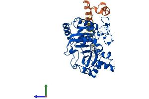 AlphaFold protein structure predicition of Mouse Recombinant St8sia4 Protein, UniprotID Q64692