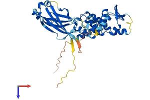 AlphaFold protein structure predicition of Mouse Recombinant Tdpoz1 Protein, UniprotID P0DMR5