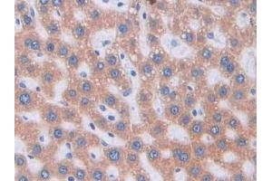 Detection of PANX1 in Rat Liver Tissue using Polyclonal Antibody to Pannexin 1 (PANX1)