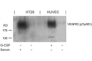 Western blot analysis of extracts from G-CSF-treated HUVEC and serum-treated HT29 cells using VEGFR2(Phospho-Tyr951) Antibody. (VEGFR2/CD309 anticorps  (pTyr951))
