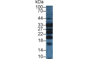 Detection of PRDX4 in Mouse Liver lysate using Polyclonal Antibody to Peroxiredoxin 4 (PRDX4) (Peroxiredoxin 4 anticorps  (AA 14-258))