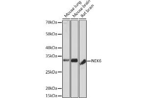 Western blot analysis of extracts of various cell lines, using NEK6 Rabbit mAb (ABIN7268916) at 1:1000 dilution.