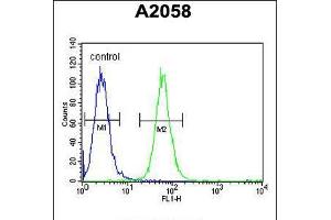 Flow cytometric analysis of A2058 cells (right histogram) compared to a negative control cell (left histogram). (ABHD14B anticorps  (C-Term))