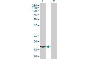 Western Blot analysis of XAGE2 expression in transfected 293T cell line by XAGE2 MaxPab polyclonal antibody. (XAGE2 anticorps  (AA 1-111))
