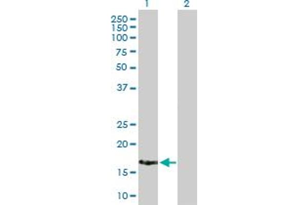 XAGE2 antibody  (AA 1-111)