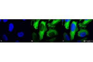 Immunocytochemistry/Immunofluorescence analysis using Mouse Anti-Hsp27 Monoclonal Antibody, Clone 5D12-A3 . (HSP27 anticorps  (Atto 390))