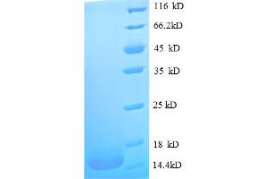 SDS-PAGE (SDS) image for Macrophage Migration Inhibitory Factor (Glycosylation-Inhibiting Factor) (MIF) (AA 2-115) protein (His tag) (ABIN5712502)