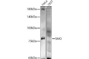 Western blot analysis of extracts of various cell lines, using SMO antibody (ABIN6130715, ABIN6148140, ABIN6148141 and ABIN6220185) at 1:500 dilution.