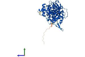 AlphaFold protein structure predicition of Mouse Recombinant Dars1 Protein, UniprotID Q922B2