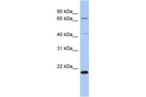 Western Blotting (WB) image for anti-Adenosylmethionine Decarboxylase 1 (AMD1) antibody (ABIN2463936)