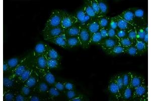 IF analysis of Claudin 3/CLDN3 using anti-Claudin 3/CLDN3 antibody (ABIN7599626). (Claudin 3 anticorps  (AA 101-220))