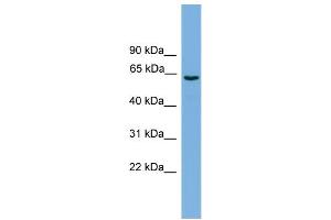 WB Suggested Anti-SLCO1A2 Antibody Titration: 0. (SLCO1A2 anticorps  (Middle Region))