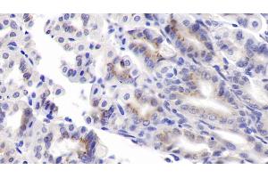 Detection of PEDF in Mouse Stomach Tissue using Monoclonal Antibody to Pigment Epithelium Derived Factor (PEDF)