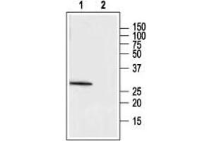 Western blot analysis of rat adrenal lysate: - 1. (MC2R anticorps  (1st Extracellular Loop))