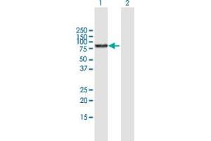 Western Blot analysis of BMP1 expression in transfected 293T cell line by BMP1 MaxPab polyclonal antibody. (BMP1 anticorps  (AA 1-622))