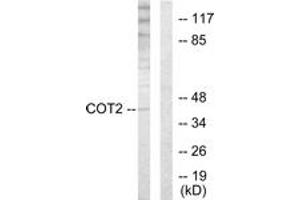 anti-Grr1p (GRR1) (AA 1-50) antibody
