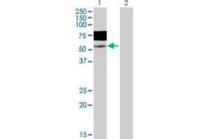 Western Blot analysis of WASF3 expression in transfected 293T cell line by WASF3 MaxPab polyclonal antibody. (WASF3 anticorps  (AA 1-499))