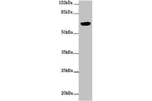 Western blot All lanes: FBXW5 antibody at 2 μg/mL + PC-3 whole cell lysate Secondary Goat polyclonal to rabbit IgG at 1/10000 dilution Predicted band size: 64, 43 kDa Observed band size: 64 kDa
