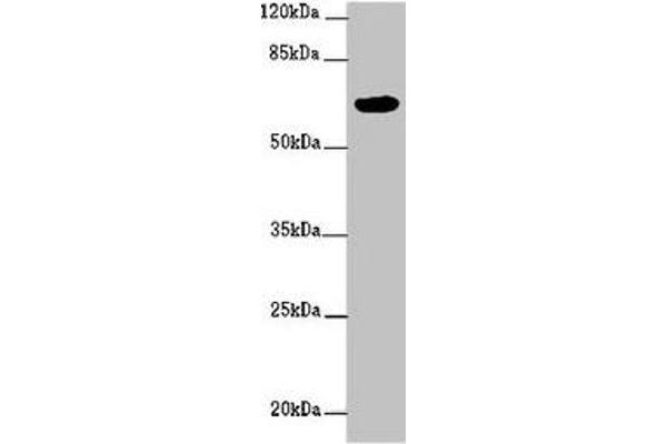 FBXW5 anticorps  (AA 265-494)