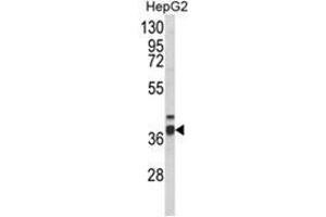 Western blot analysis of PECI Antibody (C-term) in HepG2 cell line lysates (35ug/lane). (PECI/ECI2 anticorps  (C-Term))