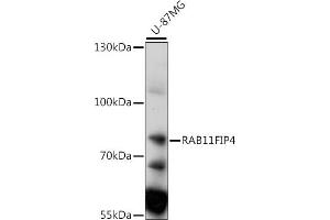 Western blot analysis of extracts of U-87MG cells, using RFIP4 antibody (ABIN7269788) at 1:1000 dilution. (RAB11FIP4 anticorps  (AA 338-637))