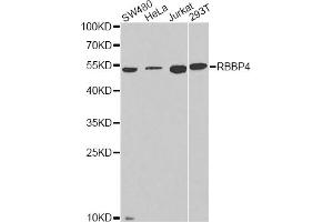 Western blot analysis of extracts of various cell lines, using RBBP4 antibody (ABIN6290863) at 1:1000 dilution. (Retinoblastoma Binding Protein 4 anticorps)