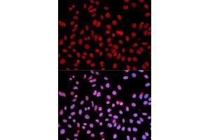 Immunofluorescence analysis of U2OS cells using POLR2J antibody (ABIN3015606, ABIN3015607, ABIN3015608 and ABIN6218969). (POLR2J anticorps  (AA 1-117))