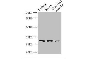 Western Blot Positive WB detected in: Mouse kidney tissue, Mouse brain tissue, Mouse skeletal muscle tissue All lanes: PLD6 antibody at 2.