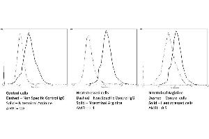 anti-Arginylation (N-Term) antibody (HRP)