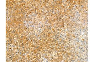 ABIN7094504 and ABIN7098553 at 1/100 staining Rat liver tissue by IHC-P.
