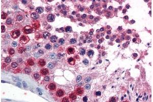 Human Testis (formalin-fixed, paraffin-embedded) stained with ATF7 antibody ABIN351459 at 3. (ATF7 anticorps  (AA 482-494))