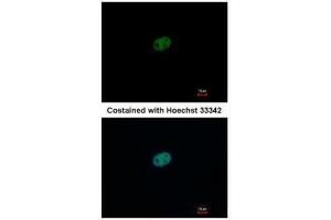 ICC/IF Image Immunofluorescence analysis of paraformaldehyde-fixed HeLa, using RFC2, antibody at 1:500 dilution.