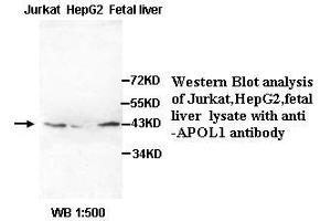 Image no. 2 for anti-Apolipoprotein L, 1 (APOL1) (AA 39-53) antibody (ABIN791085) (APOL1 anticorps  (AA 39-53))