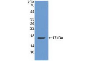 Detection of Recombinant ANXA3, Human using Polyclonal Antibody to Annexin A3 (ANXA3)