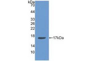 Detection of Recombinant ANXA3, Human using Polyclonal Antibody to Annexin A3 (ANXA3) (Annexin A3 anticorps  (AA 26-160))