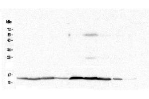 Western blot analysis of Cytochrome C using anti-Cytochrome C antibody (ABIN5693008). (Cytochrome C anticorps  (AA 2-105))