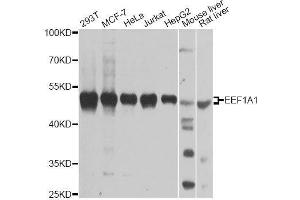 Western blot analysis of extracts of various cell lines, using EEF1A1 antibody. (eEF1A1 anticorps  (AA 123-462))